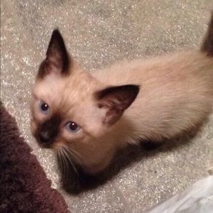 Meet your Posher, Omayya